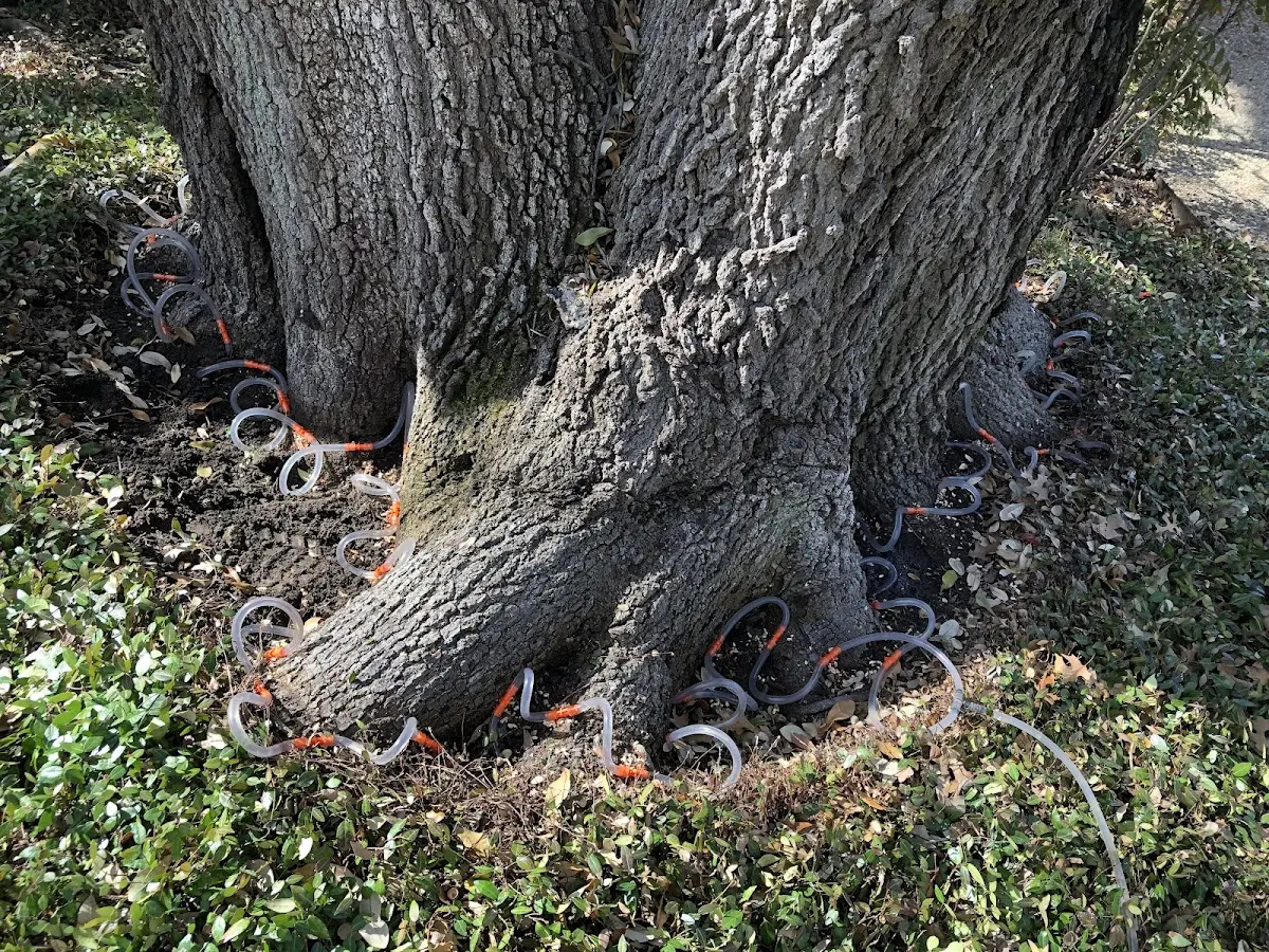 Detailed Tree Cabling and Bracing job site in Parkin