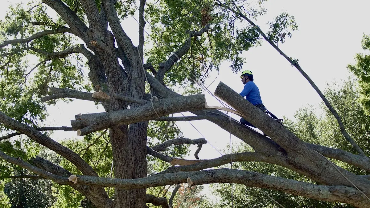 Professional Crown Thinning performed by certified arborists in Parkin